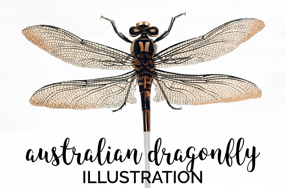 Dragonfly Australian Vintage Insect, an Illustration by Enliven Designs (Photo 1 of 8)