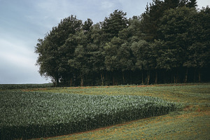 Cornfield and forest edge in summer, a Nature Photo by SkyNext