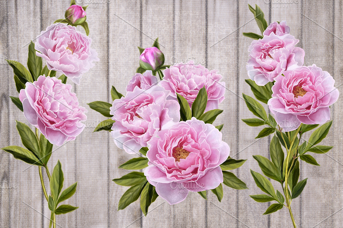 Set. Peony pink, white, red., an Illustration by SokolovaSv (Photo 3 of 4)