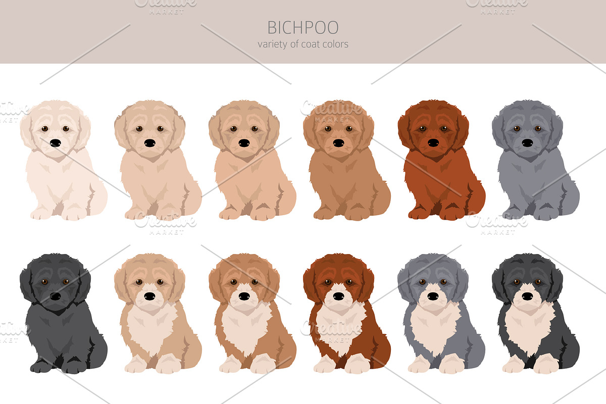 Bichpoo (Bichon Frise Poodle mix), an Animal Illustration by pet design shop (Photo 4 of 6)