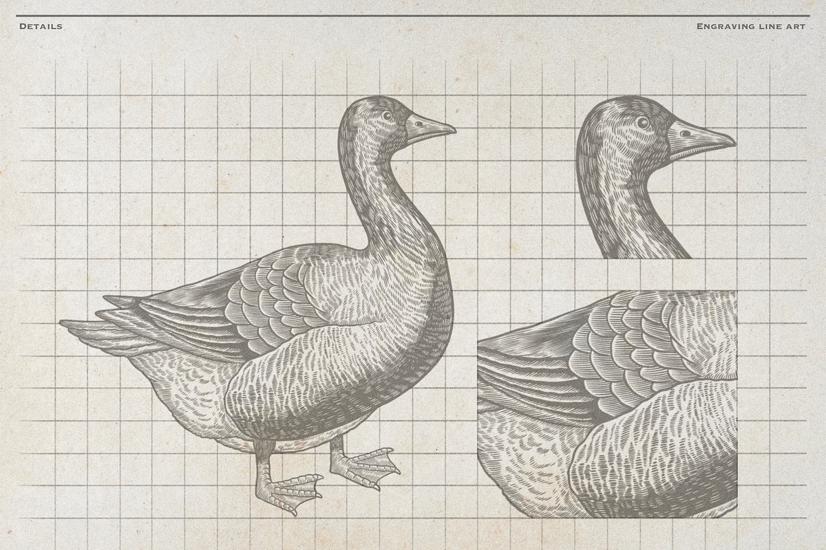 Vintage Poultry Farm Animal Set, an Animal Illustration by Kusumaillustration (Photo 6 of 11)