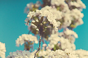 iseeyouflower FLORAL photoset, a Templates & Theme by ISEEYOUPATTERN (Thumbnail 2 of 5)