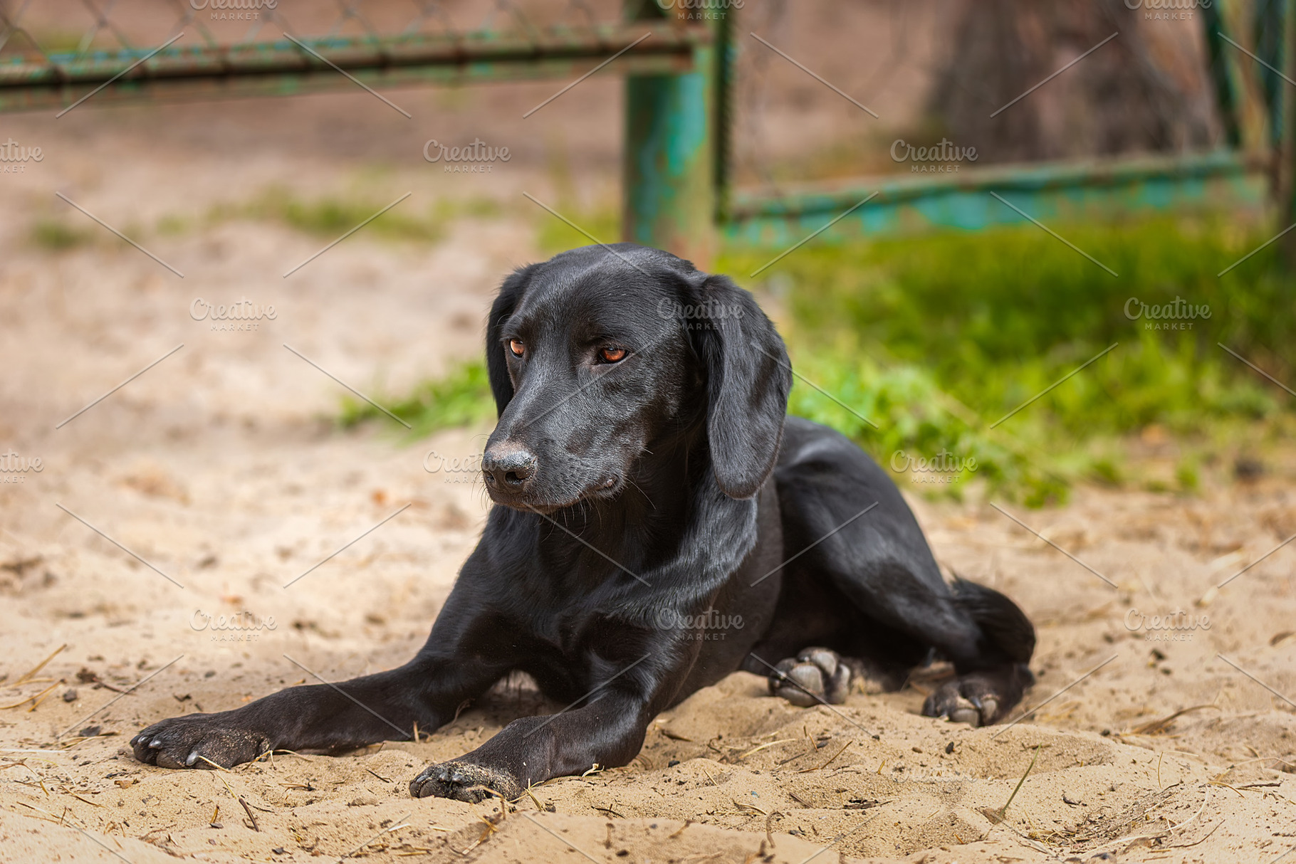 black Labrador retriever sitting on, an Animal Photo by AlexBush