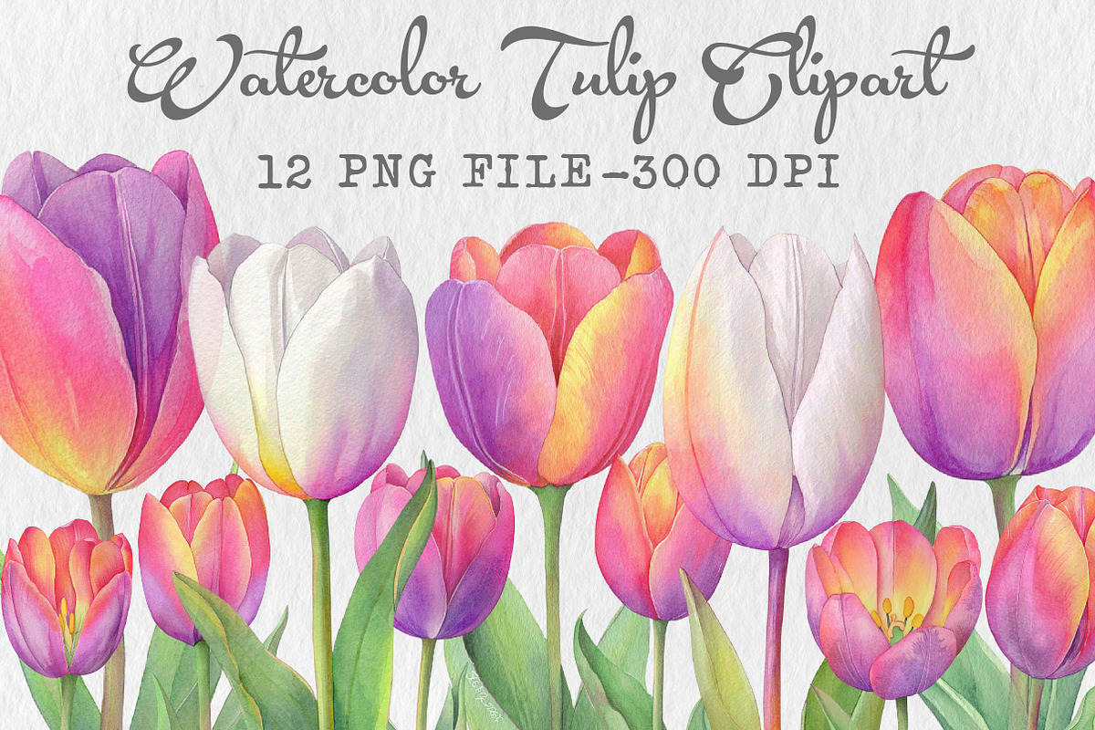 Watercolor Tulip Clipart, an Illustration by Libby Wishes (Photo 1 of 6)