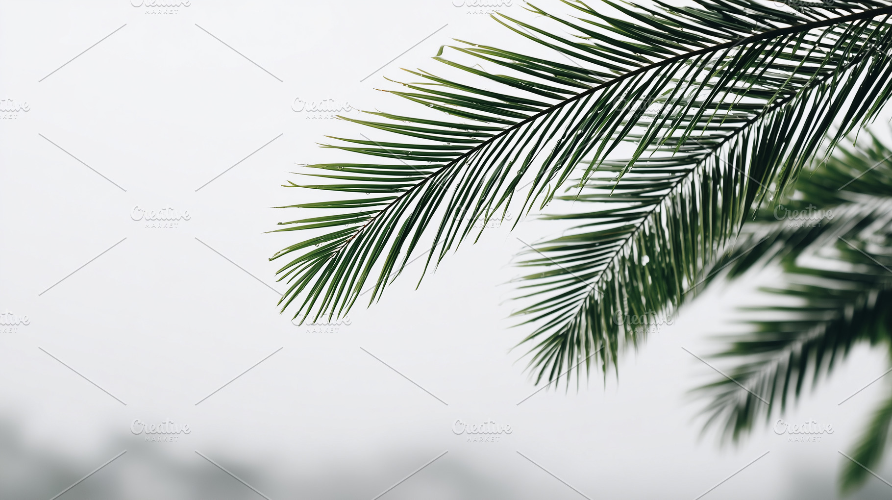 Green palm leaves with raindrops, a Nature Photo by MistyDay