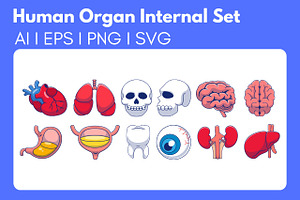 Human Body Internal Set Cartoon, a Person Illustration by Artstorystudio