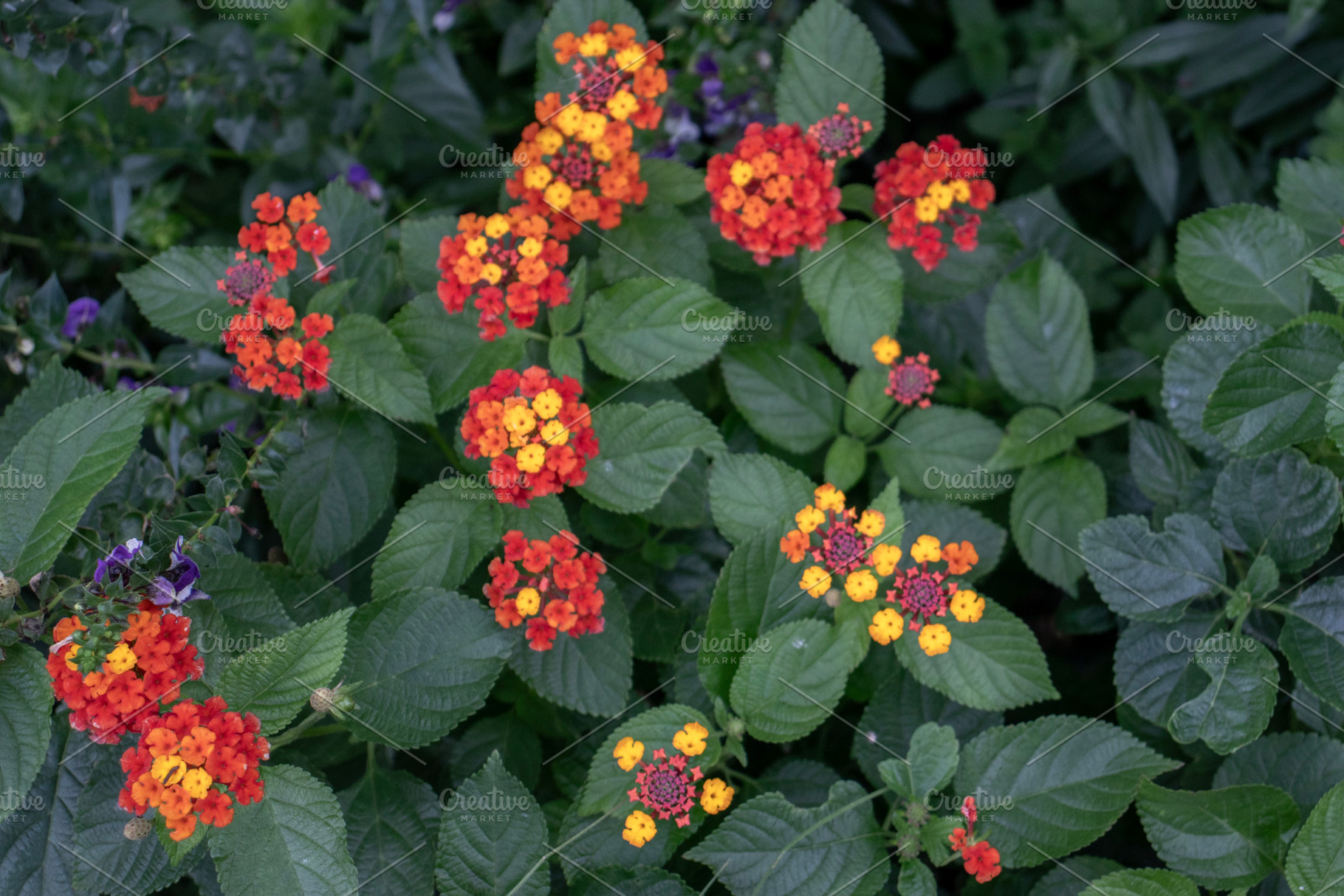 Lantana camara in bloom, a Nature Photo by Schreibikus