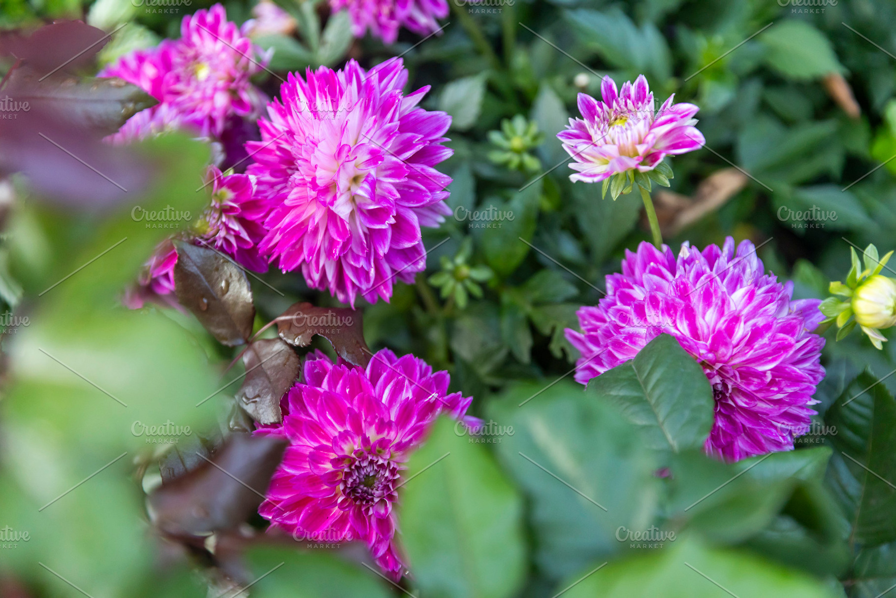 Vibrant Pink Dahlias, a Nature Photo by Imaginarium