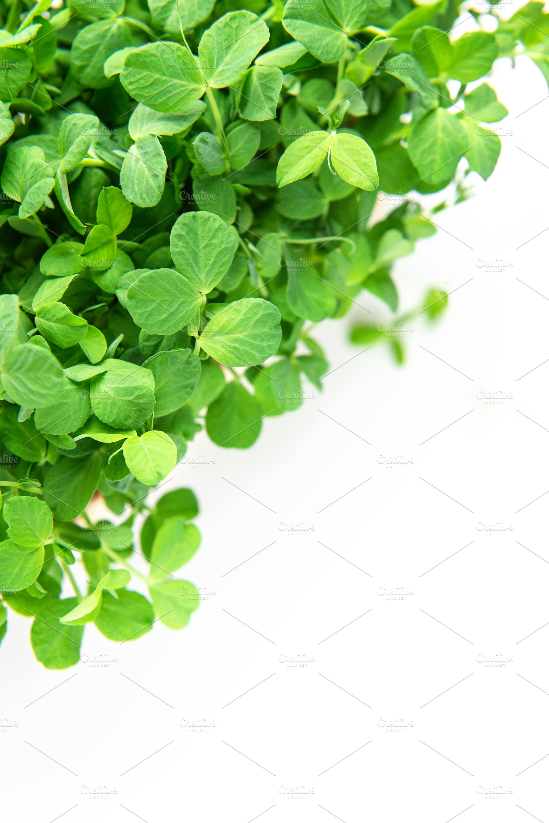 Fresh green pea microgreens growing on white background, a Food & Drink Photo by Olena Rudo