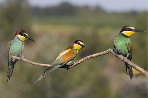 Paradise colored birds sit three, an Animal Photo by Pakosta