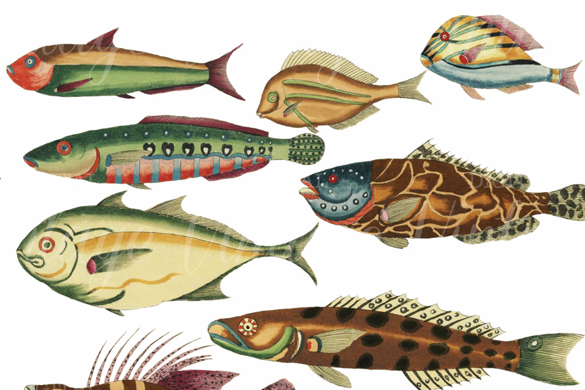 Beautiful Fantasy Fish Set 2, a Graphic by Digital Vintage (Photo 2 of 2)