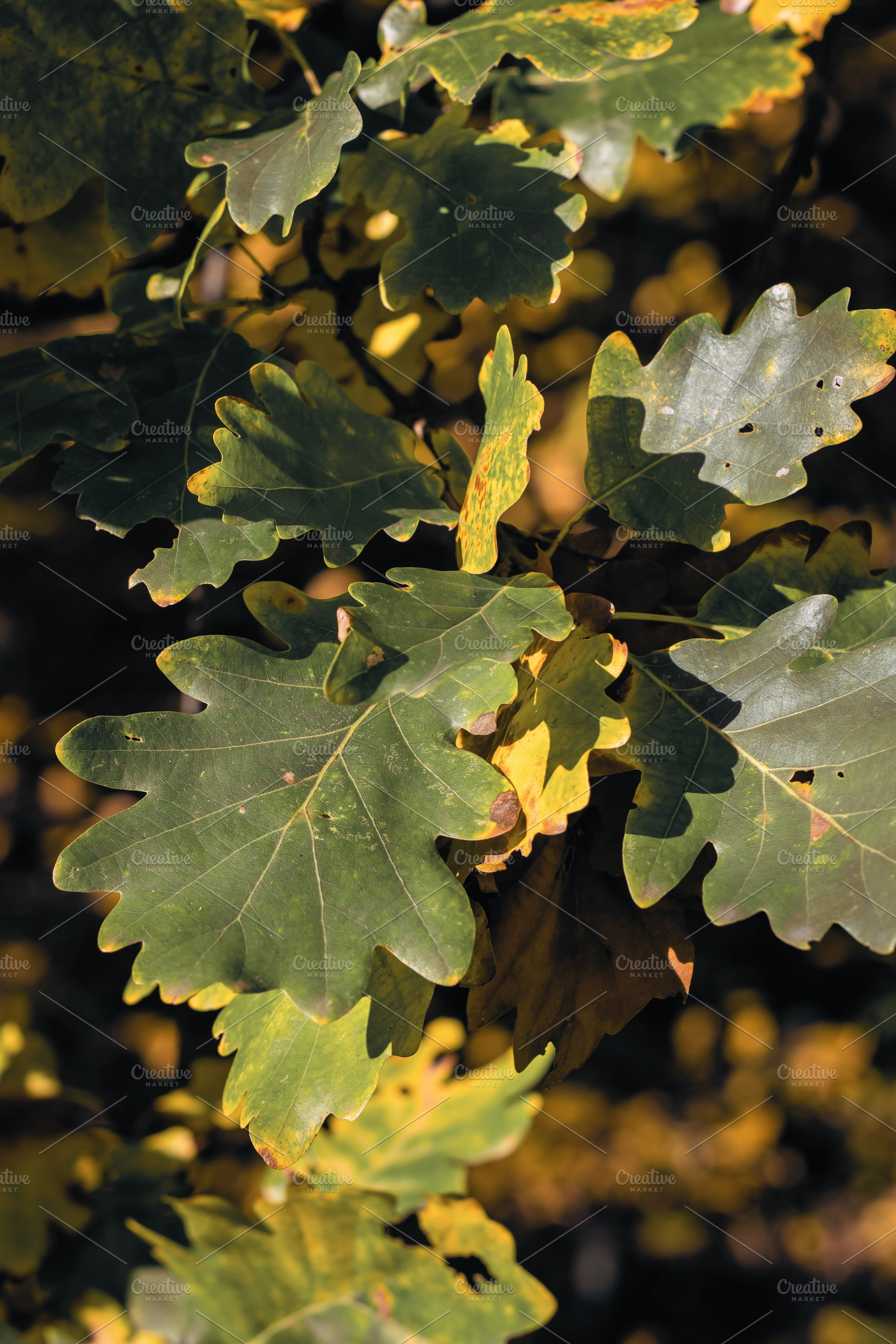 Leaf #6, a Nature Photo by jakub_kopecky