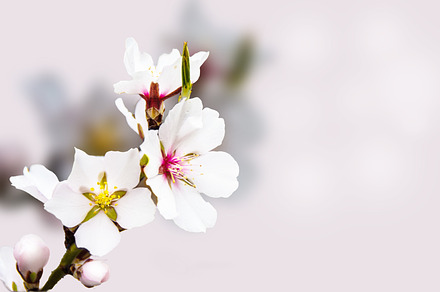 Blooming Branch of Almond
