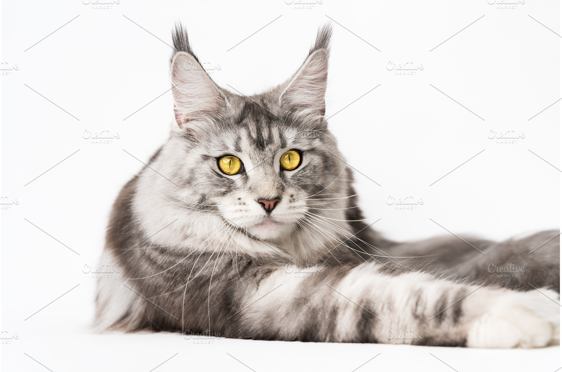 Maine Coon Cat lying down, looking, an Animal Photo by Alexander-Piragis