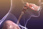 Respiratory System Lungs Body, a Characters & Person 3D Model by VisualCG (Thumbnail 4 of 5)