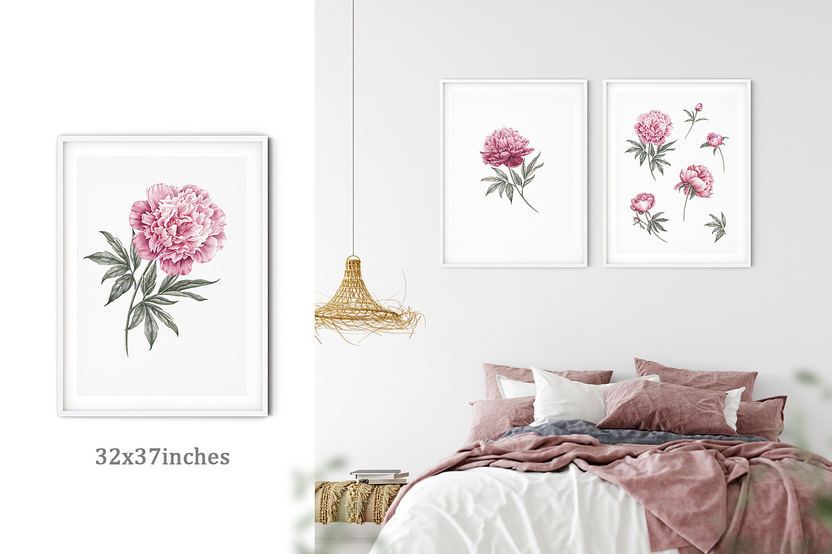 12 Watercolor Peonies PNG, a Decorative Illustration by Kotkoa (Photo 6 of 11)