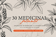 30 Medicinal Herbs & Plants, a Decorative Illustration by Gonez Studio (Thumbnail 1 of 19)