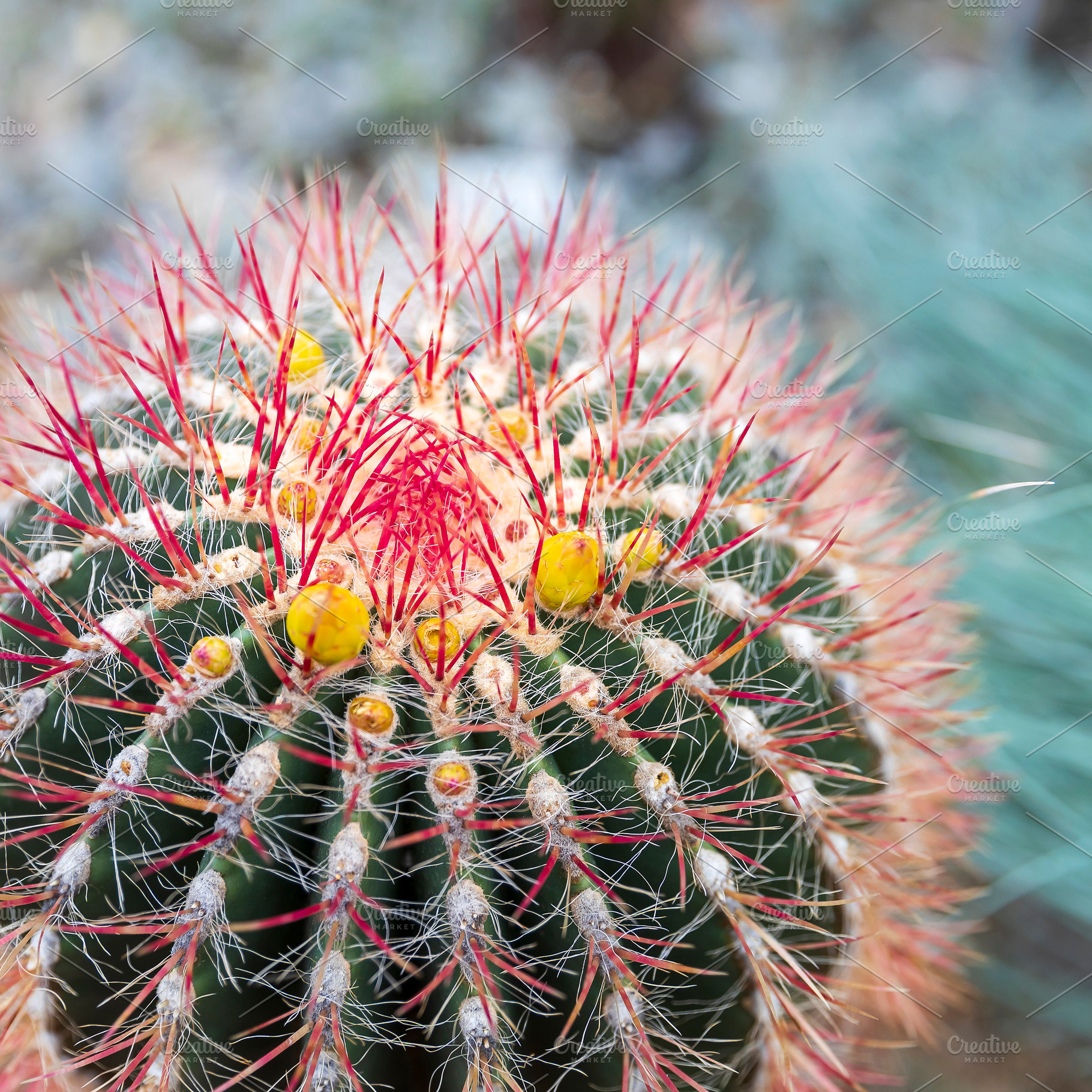 Blooming Ferocactus pilosus,, a Nature Photo by Imaginarium