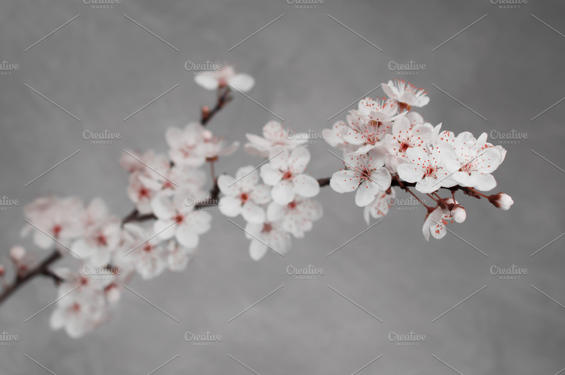 Hawthorn Blossom