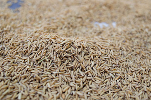 Close-up of rice texture (grain)