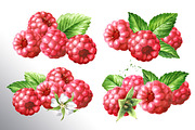 Summer Raspberries. Watercolor set, a Food Illustration by Daria Ustiugova (Thumbnail 6 of 26)