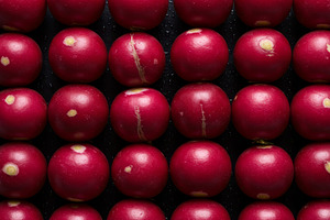 Fresh red radishes with water drople, a Food & Drink Photo by professorinc
