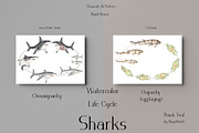 Watercolor Sharks Life Cycle Set, an Education Illustration by MayaNavits (Thumbnail 8 of 9)