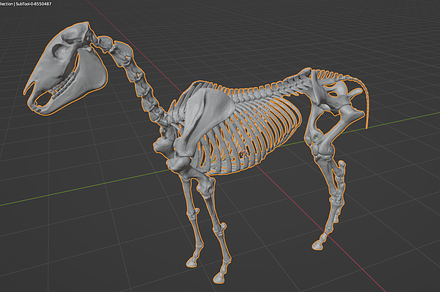 Horse Skeleton 3D High Poly, an Environmental 3D Model by Erdem Haksal