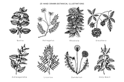 Adaptogenic & Medicinal Plants Set, a Healthcare Illustration by Yevheniia (Thumbnail 2 of 9)