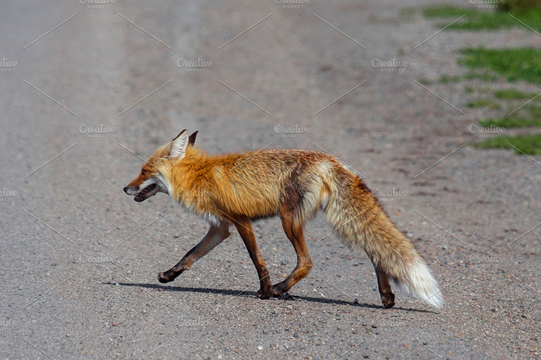 Fox Crossing