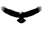 50 Flying Eagle Silhouette Vector Bu, an Illustration by Designs_River (Thumbnail 46 of 51)