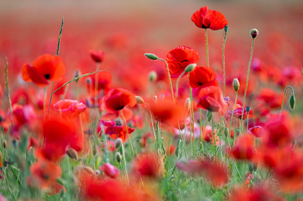 Wild flowers. A field of poppies