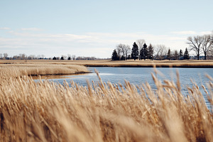 Golden reeds swaying by a calm lake, a Nature Photo by MistyDay