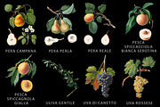 Fruit illustrations pack 2, a Food Illustration by Padrinan (Thumbnail 2 of 5)