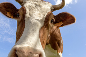 Cow containing agriculture, animal, and background