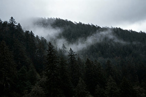 Ethereal Misty Evergreen Forest, a Nature Photo by Virgo Studio