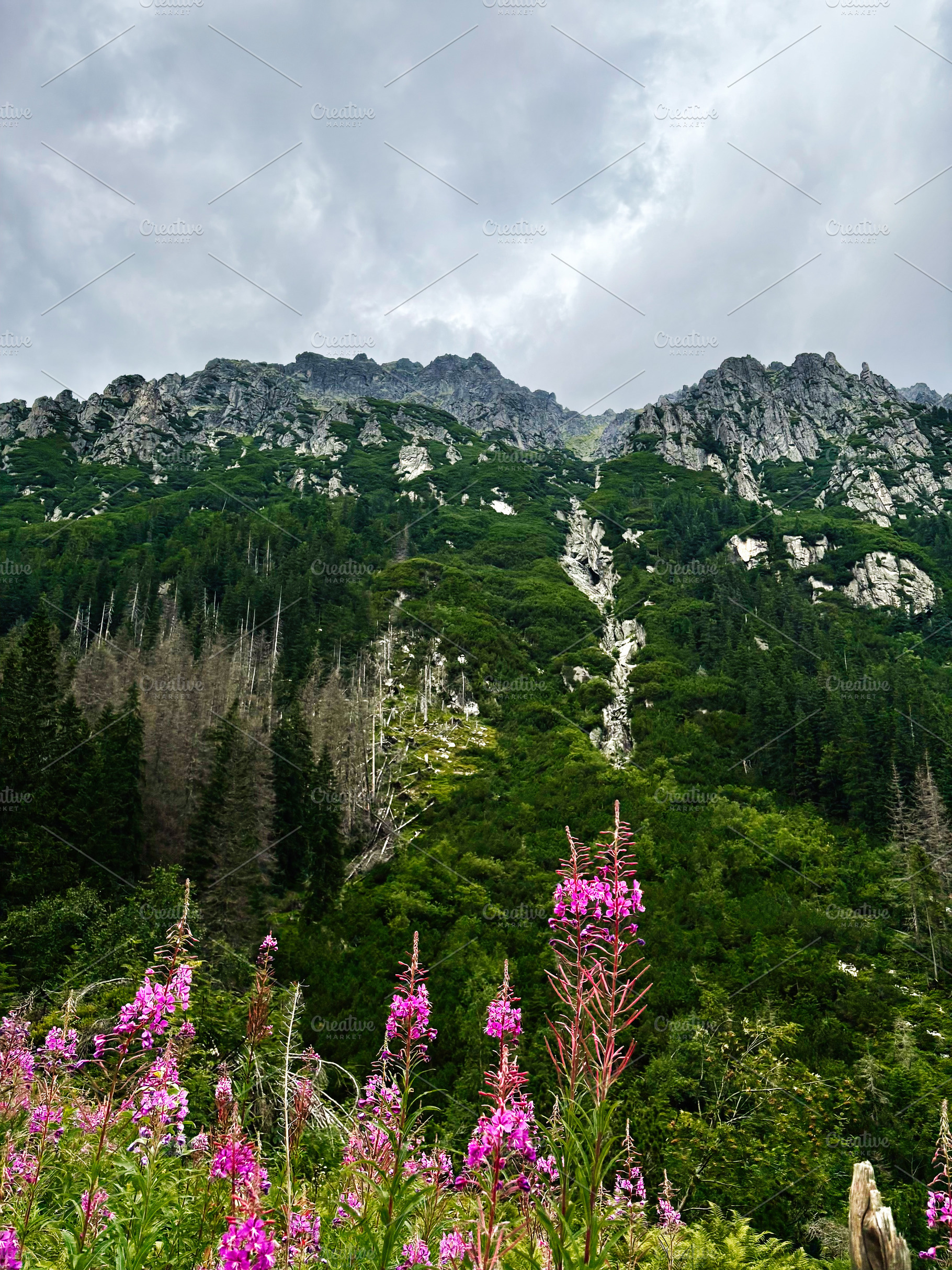 Scenic mountain valley in Zakopane Poland with pink wildflowers and lush forest, a Nature Photo by AS photostudio