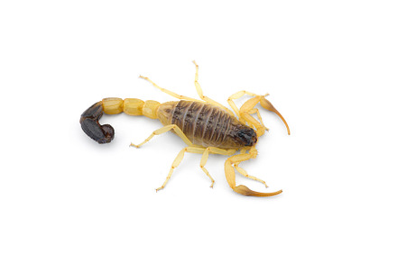 Yellow deadly dangerous scorpion, an Animal Photo by AnimalArt
