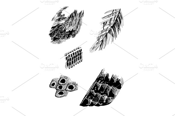 Birds Feathers Set