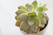 Living with Plants Photo Bundle, a Nature Photo by Wellness Stock Market (Thumbnail 2 of 11)