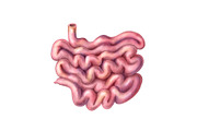Human Organs Illustration Set, a Healthcare Illustration by Anna Repp Illustration (Thumbnail 12 of 14)