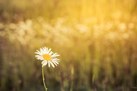 Daisy at sunset featuring leucanthemum, leucanthemum vulgare, and perennial