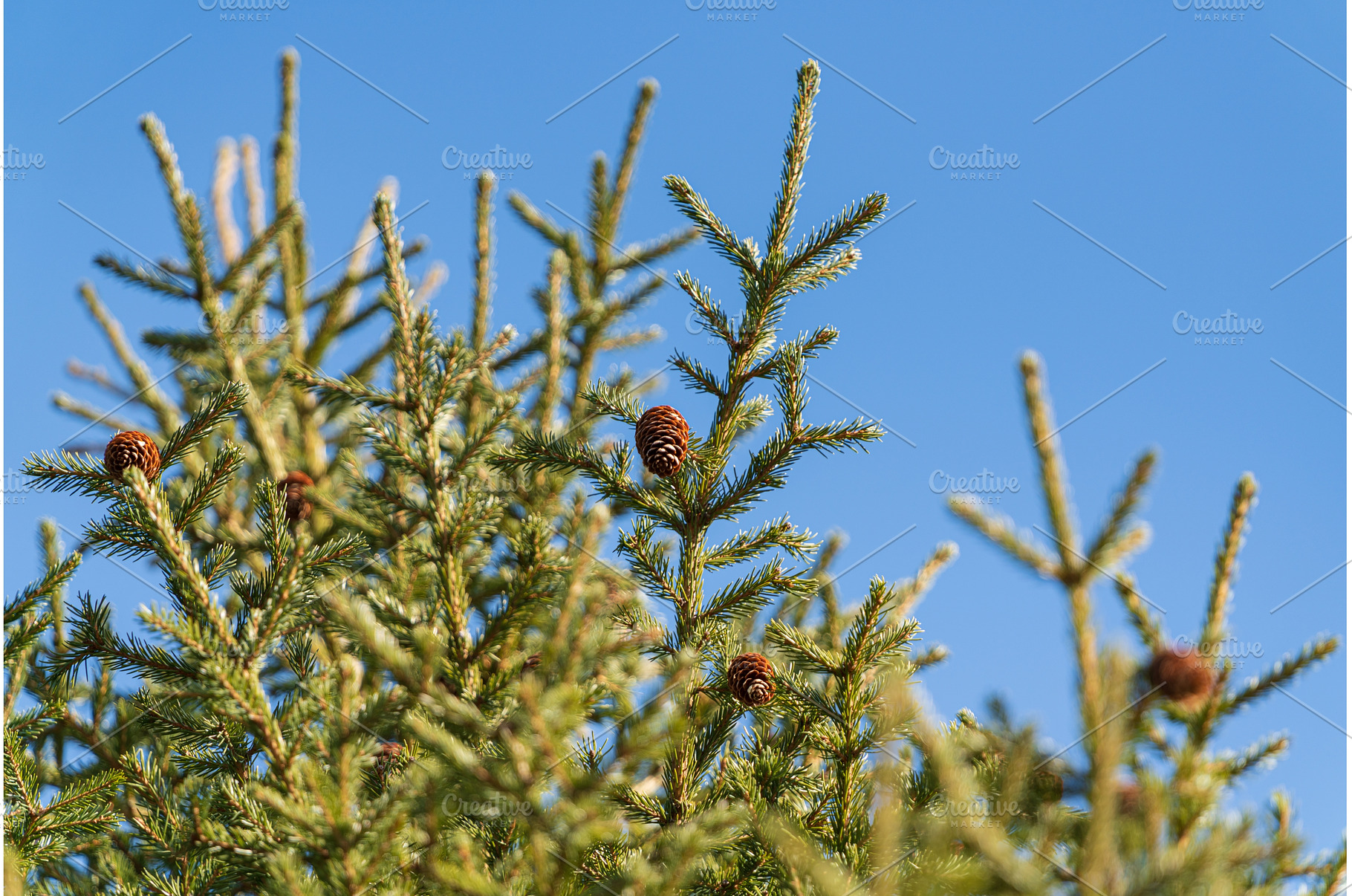 Natural evergreen branches with, a Holiday Photo by Alexander-Piragis