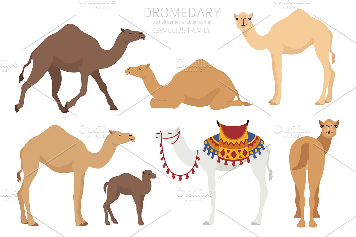 Arabian camel Dromedary clip art, an Animal Illustration by pet design shop (Photo 3 of 5)