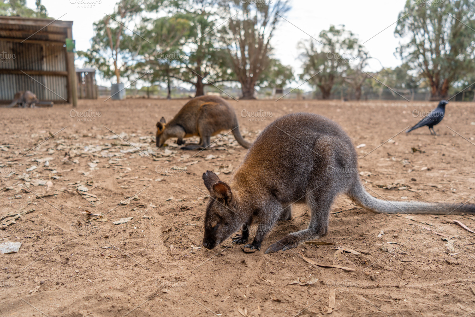 Group of wallabies standing together on Kangaroo Island, Austral, an Animal Photo by GoodGoods