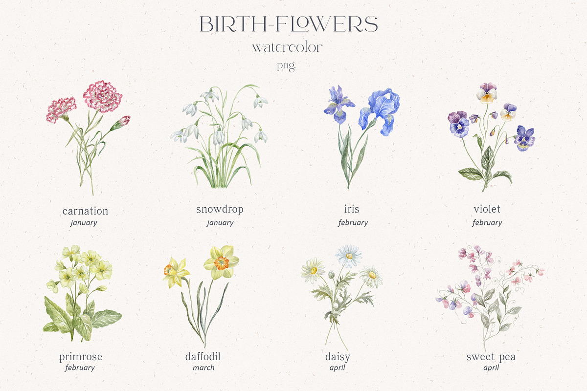 Birth-Flowers. Watercolor & Line Art, a Decorative Illustration by Designwork (Photo 2 of 14)