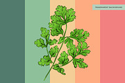 Cilantro Coriander Illustration, an Illustration by Mockup Studio (Thumbnail 2 of 3)