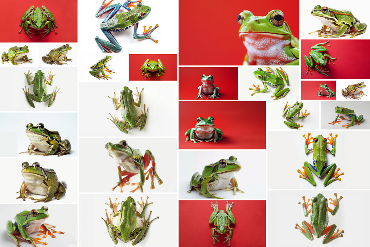 104 Frogs, an Animal Photo by Handmadefont (Photo 8 of 17)