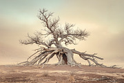48 Dying Tree Images, a Nature Photo by h.utomo (Thumbnail 4 of 48)