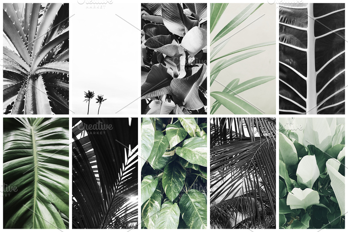 98% OFF | Tropical Bundle | 170 IN 1, a Photo by Floral Deco (Photo 11 of 14)
